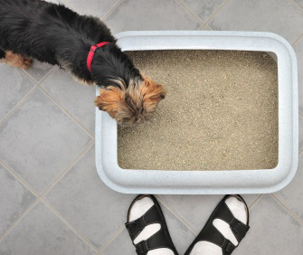 Dog and litterbox Dog and litterbox